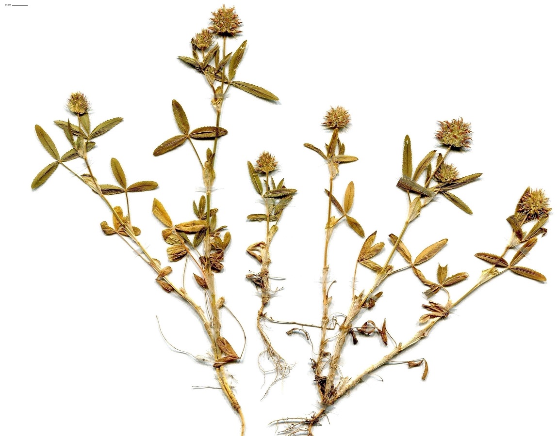 Trifolium strictum (Fabaceae)